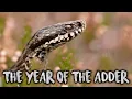 The year of the Adder - Alpine Vipers EP. 1 (Vipera berus) [ Wildlife Documentary ]