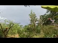 Download Lagu PRENJAK KEPALA MERAH RIBUT 😱PRENJAK ALAM LIAR AUTO NGUMPUL