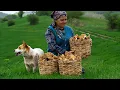 Morel Mushrooms Harvesting and Cooking