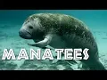All About Manatees for Children Manatee for Kids - FreeSchool