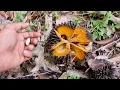 Download Lagu Pertama makan duran hantu dan mupuk sawit kebun rawa