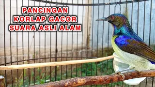 kolibri kelapa manggar wiceh pancingan korlap gacor suara asli alam memanggil lawan narung