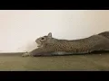 Download Lagu Sabrina is Taking Cuteness to Another Level (Wait for the HUGE Closeup Yawn)