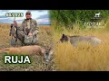 Download Lagu Ruja - polowanie na kozły - SUDECKA OSTOJA 60/2025 dziki wildboar hunting