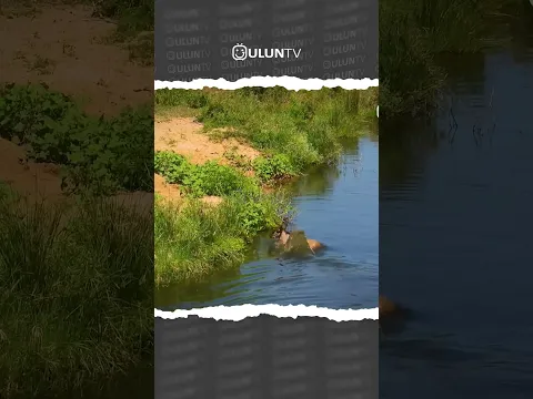 Crocodile hunting wildebeest #uluntv #wildlife #wildtv #short