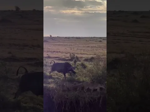 Solo male buffalo fighting a group of lions