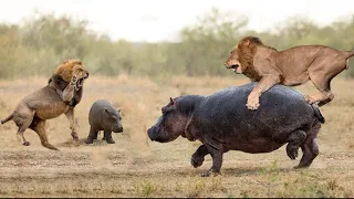 The Lion Paid a Heavy Price When it Reached The Hippo's Final Limit, Which Was its Cub