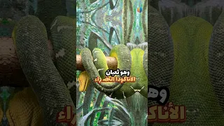 غابات الامازون شورتس 