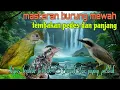 Download Lagu Masteran burung tembakan pedes 🔥 kastem pelatuk dan jinjing petulak 