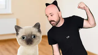 Trying to introduce a kitten to your cat