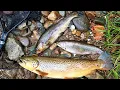 Virginia Trout Stocking and Trout Slam Big Brown Bonus Hybrid Trout April