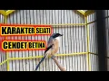 Download Lagu karakter sejati cendet betina