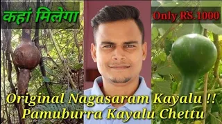 pungi 1cr mai bikane wala original nagasarm kayalu pamuburra kayalu chettu 