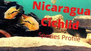Download Hypsophrys nicaraguensis Species Profile MP3