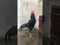 Lagu Suara Kokok Ayam Bangkok