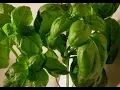 Basil 101-Fresh vs Dried