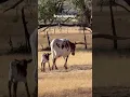 Brand New Baby on the Ranch
