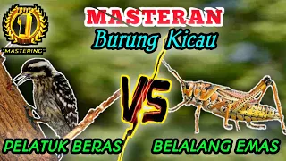 Download PELATUK BERAS VS BELALANG EMAS - Masteran Tembakan Terbaikk Kesukaan Juriiii MP3