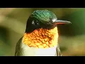 Download Lagu Suara panggilan burung kolibri \u0026 aktivitas lucu | Burung kolibri tenggorokan merah