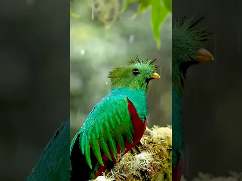 Is This the Most Beautiful Bird in the World?