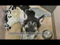 Report details inhumane conditions at San Jose animal shelter