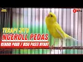 Download Lagu Kenari GACOR PANJANG INI Cocok untuk Masteran KENARI PAUD dan Kenari Macet BUNYI
