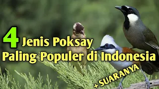 Download MACAM MACAM JENIS BURUNG POKSAY YANG POPULER DAN PALING BANYAK DIPELIHARA DI INDONESIA MP3