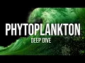 Should you feed Phytoplankton