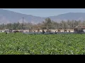 Delano PD Scammers attempt to defraud farmworkers of their direct relief payments
