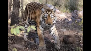 Sundarbans