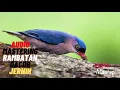 Download Lagu SUARA PIKAT BURUNG RAMBATAN GACOR JERNIH 2021