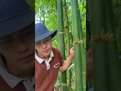Survival Skills: How to Get Water from a BAMBOO Tree 💧🌍#ohd #survival #camping #bushcraft #skills