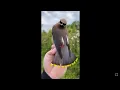 Download Lagu Cedar waxwing (Bombycilla cedrorum) | Bird Planet 🌎_207