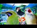 Download Lagu Suara kapas tembak vs cucak cungkok buat ( MASTERAN JALAK SUREN \u0026 BURUNG LOMBA )