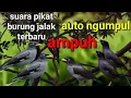 Download Lagu Suara pikat jalak kebo ampuh auto ngumpul.