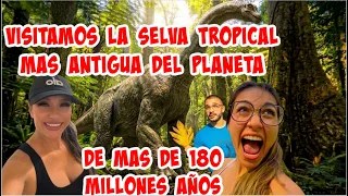 CONOCEMOS LA SELVA TROPICAL MAS ANTIGUA DEL PLANETA DE MAS DE 180 MILLONES D AÑOS DONDE EXISTIERON🦕🦕