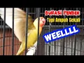 Lagu pancingan lovebird ngekek durasi pendek tapi ampuh sekali sipahkan di coba