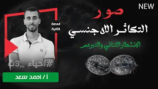 صور التكاثر اللاجنسي احياء 3ث الانشطارالثنائي والتبرعم 