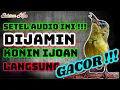 Download Lagu PANCINGAN KONIN BAHAN IJOAN AGAR CEPAT BUKPAR