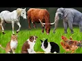 Lagu Cute Farm Animals: Rabbit, Pig, Duck, Dog, Parrot, Sheep, Goat, Cow, Chicken – Animal Sounds