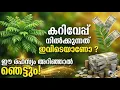 Lagu കറിവേപ്പ് ഇവിടെയാണോ നട്ടിരിക്കുന്നത്|ഈ  രഹസ്യം അറിഞ്ഞാൽ ഞെട്ടും| ശ്രദ്ധിച്ചാൽ പണം ഒഴുകിയെത്തും