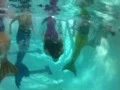 Mermaid Swim November 29 2015 Matt Dishman Pool
