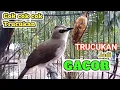 Lagu TRUCUK GACOR PAGI SIANG HARI... cok cok ngalas ropel PANCINGAN burung trucukan agar cepat bunyi