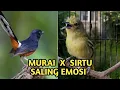 Lagu Heboh... Murai batu dan burung sirtu saling emosi, masteran dan pancingan super gacor