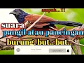 Download Lagu suara pancingan burung but.. but..