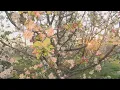 Detroit apple orchard owner starts fires to keep trees warm