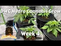 DWC Hydro Cannabis Grow - Week 4 Root Rot