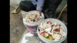 หมานคือเก่า! เก็บเห็ดวันพายุเข้า เจอจังๆ เห็ดปลวกจิก หมู่บักใหญ่ แกงซดน้ำแซ่บๆ จ้า