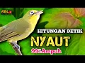 Download Lagu CIAK CIAK JOSS KECIAL KUNING AMPUH||PANCINGAN KECIAL MALAS BUNYI||