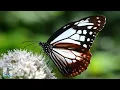 Breathtaking Nature Scenery on Planet Earth The Best Relax Music 1080p